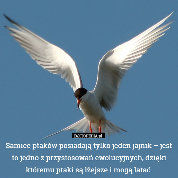 Samice ptaków posiadają tylko jeden jajnik – jest to jedno z przystosowań ewolucyjnych, dzięki któremu ptaki są lżejsze i mogą latać. 