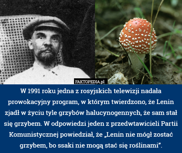 W 1991 roku jedna z rosyjskich telewizji nadała prowokacyjny program, w którym twierdzono, że Lenin zjadł w życiu tyle grzybów halucynogennych, że sam stał się grzybem. W odpowiedzi jeden z przedwtawicieli Partii Komunistycznej powiedział, że „Lenin nie mógł zostać grzybem, bo ssaki nie mogą stać się roślinami”. 