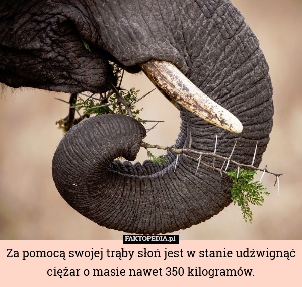 Za pomocą swojej trąby słoń jest w stanie udźwignąć ciężar o masie nawet 350 kilogramów. 
