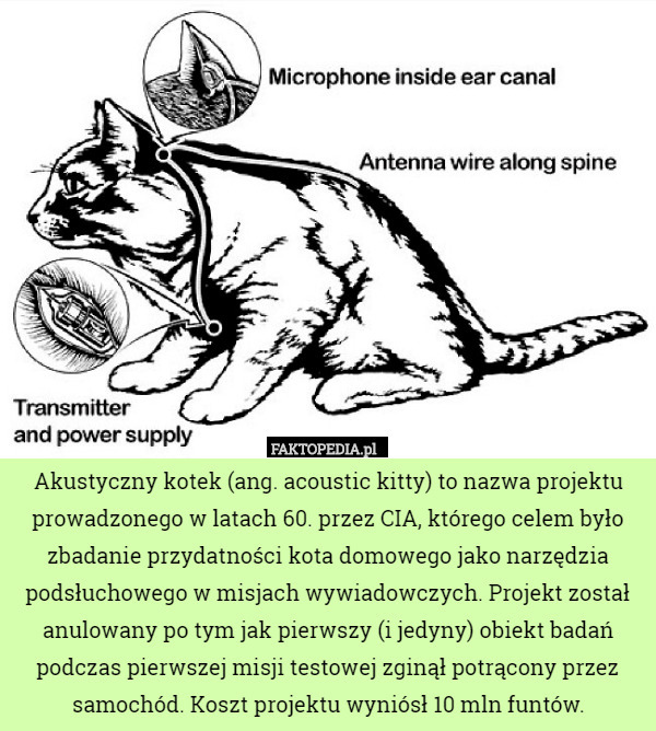 Akustyczny kotek (ang. acoustic kitty) to nazwa projektu prowadzonego w latach 60. przez CIA, którego celem było zbadanie przydatności kota domowego jako narzędzia podsłuchowego w misjach wywiadowczych. Projekt został anulowany po tym jak pierwszy (i jedyny) obiekt badań podczas pierwszej misji testowej zginął potrącony przez samochód. Koszt projektu wyniósł 10 mln funtów. 