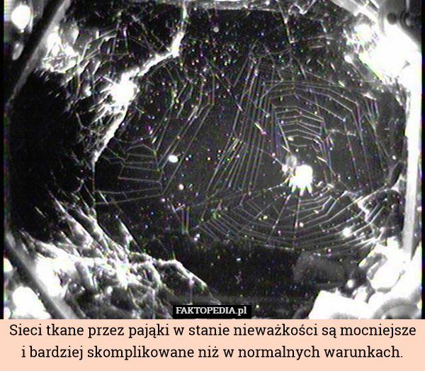Sieci tkane przez pająki w stanie nieważkości są mocniejsze i bardziej skomplikowane niż w normalnych warunkach. 