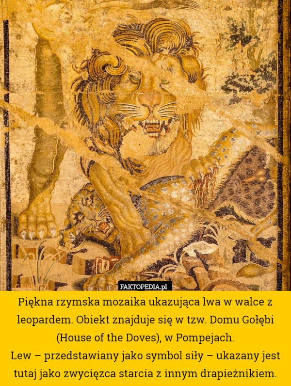 Piękna rzymska mozaika ukazująca lwa w walce z leopardem. Obiekt znajduje się w tzw. Domu Gołębi (House of the Doves), w Pompejach.
Lew – przedstawiany jako symbol siły – ukazany jest tutaj jako zwycięzca starcia z innym drapieżnikiem. 