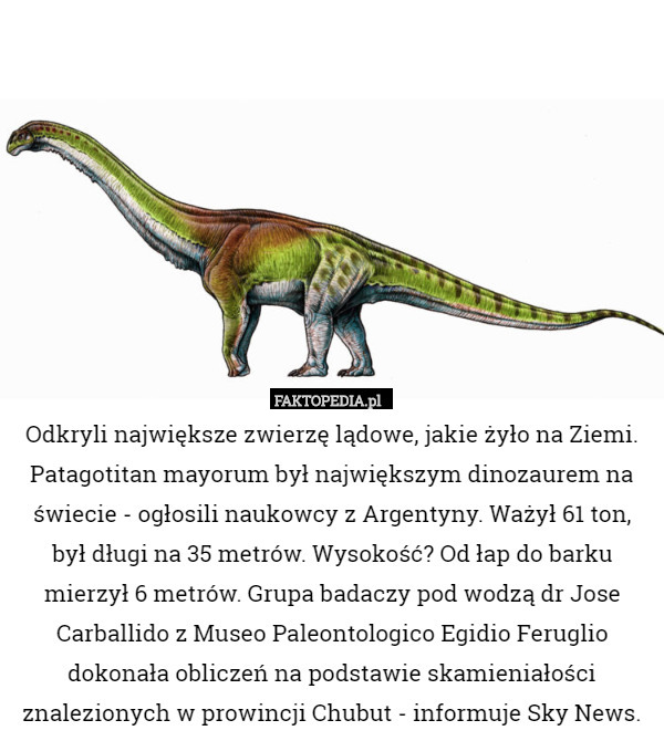 Odkryli największe zwierzę lądowe, jakie żyło na Ziemi. Patagotitan mayorum był największym dinozaurem na świecie - ogłosili naukowcy z Argentyny. Ważył 61 ton, był długi na 35 metrów. Wysokość? Od łap do barku mierzył 6 metrów. Grupa badaczy pod wodzą dr Jose Carballido z Museo Paleontologico Egidio Feruglio dokonała obliczeń na podstawie skamieniałości znalezionych w prowincji Chubut - informuje Sky News. 