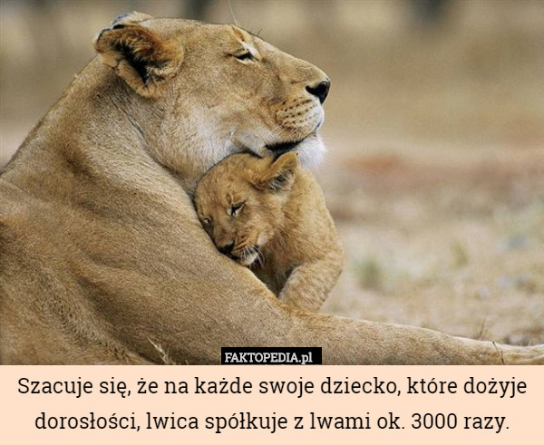 Szacuje się, że na każde swoje dziecko, które dożyje dorosłości, lwica spółkuje z lwami ok. 3000 razy. 