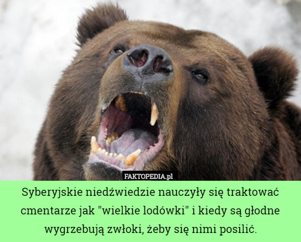 Syberyjskie niedźwiedzie nauczyły się traktować cmentarze jak "wielkie lodówki" i kiedy są głodne wygrzebują zwłoki, żeby się nimi posilić. 