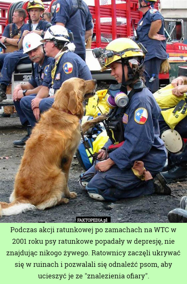 Podczas akcji ratunkowej po zamachach na WTC w 2001 roku psy ratunkowe popadały w depresję, nie znajdując nikogo żywego. Ratownicy zaczęli ukrywać się w ruinach i pozwalali się odnaleźć psom, aby ucieszyć je ze "znalezienia ofiary". 