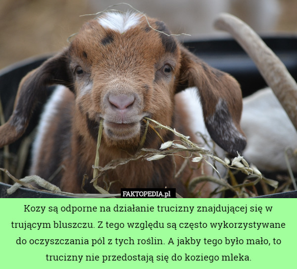 Kozy są odporne na działanie trucizny znajdującej się w trującym bluszczu. Z tego względu są często wykorzystywane do oczyszczania pól z tych roślin. A jakby tego było mało, to trucizny nie przedostają się do koziego mleka. 