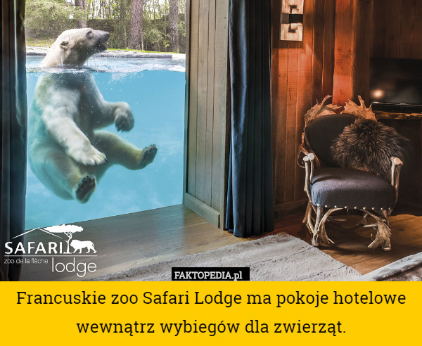 Francuskie zoo Safari Lodge ma pokoje hotelowe wewnątrz wybiegów dla zwierząt. 