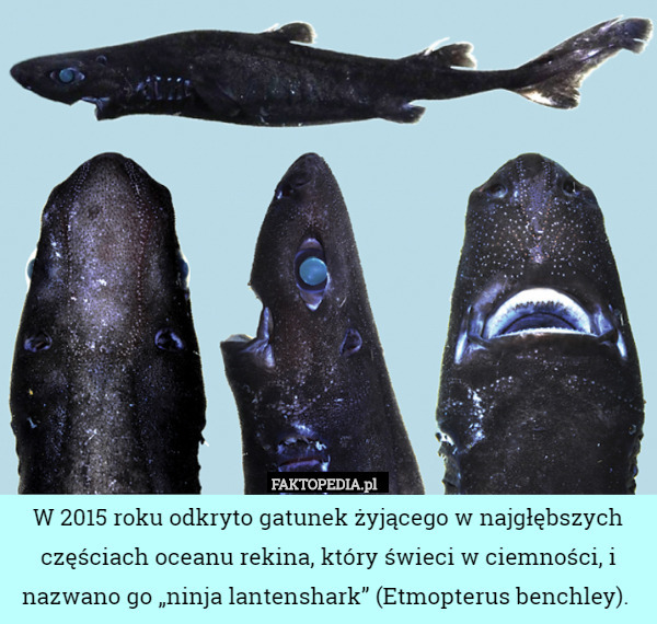 W 2015 roku odkryto gatunek żyjącego w najgłębszych częściach oceanu rekina, który świeci w ciemności, i nazwano go „ninja lantenshark” (Etmopterus benchley). 