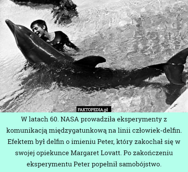 W latach 60. NASA prowadziła eksperymenty z komunikacją międzygatunkową na linii człowiek-delfin. Efektem był delfin o imieniu Peter, który zakochał się w swojej opiekunce Margaret Lovatt. Po zakończeniu eksperymentu Peter popełnił samobójstwo. 
