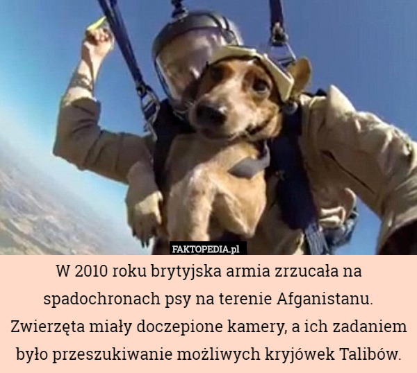 W 2010 roku brytyjska armia zrzucała na spadochronach psy na terenie Afganistanu. Zwierzęta miały doczepione kamery, a ich zadaniem było przeszukiwanie możliwych kryjówek Talibów. 