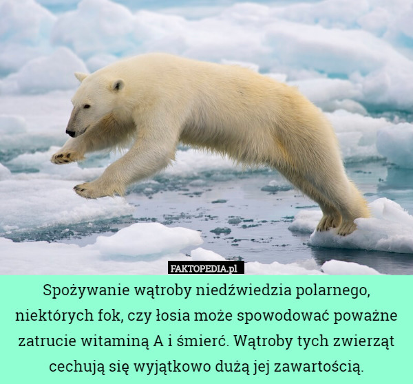 Spożywanie wątroby niedźwiedzia polarnego, niektórych fok, czy łosia może spowodować poważne zatrucie witaminą A i śmierć. Wątroby tych zwierząt cechują się wyjątkowo dużą jej zawartością. 