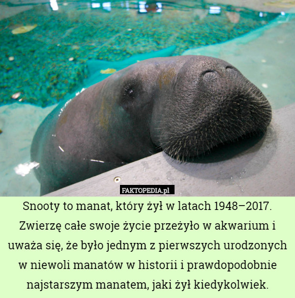 Snooty to manat, który żył w latach 1948–2017. Zwierzę całe swoje życie przeżyło w akwarium i uważa się, że było jednym z pierwszych urodzonych w niewoli manatów w historii i prawdopodobnie najstarszym manatem, jaki żył kiedykolwiek. 