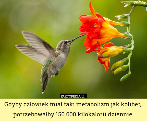 Gdyby człowiek miał taki metabolizm jak koliber,  potrzebowałby 150 000 kilokalorii dziennie. 