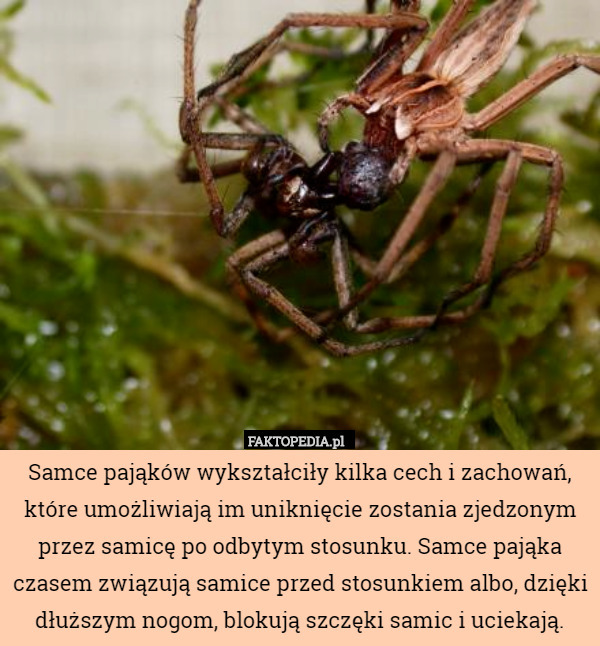 Samce pająków wykształciły kilka cech i zachowań, które umożliwiają im uniknięcie zostania zjedzonym przez samicę po odbytym stosunku. Samce pająka czasem związują samice przed stosunkiem albo, dzięki dłuższym nogom, blokują szczęki samic i uciekają. 