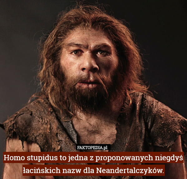 Homo stupidus to jedna z proponowanych niegdyś łacińskich nazw dla Neandertalczyków. 