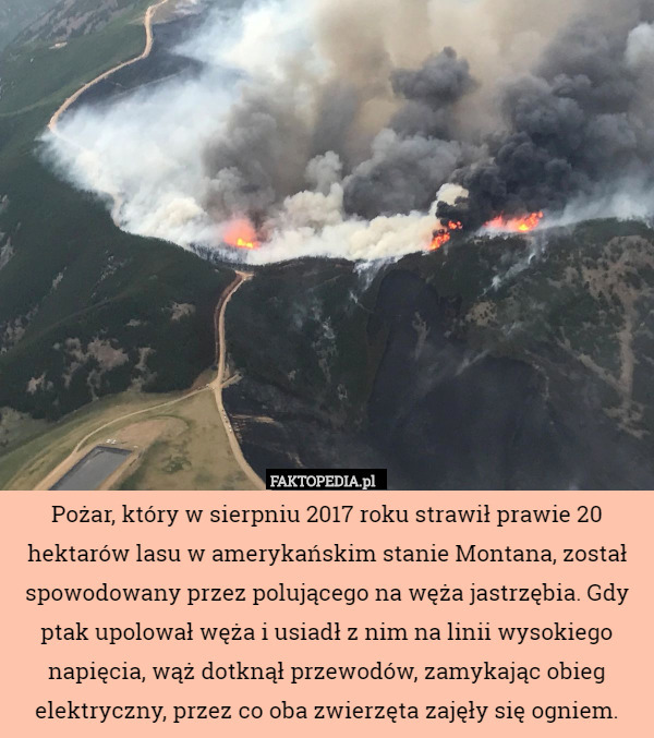 Pożar, który w sierpniu 2017 roku strawił prawie 20 hektarów lasu w amerykańskim stanie Montana, został spowodowany przez polującego na węża jastrzębia. Gdy ptak upolował węża i usiadł z nim na linii wysokiego napięcia, wąż dotknął przewodów, zamykając obieg elektryczny, przez co oba zwierzęta zajęły się ogniem. 
