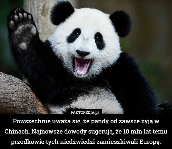 Powszechnie uważa się, że pandy od zawsze żyją w Chinach. Najnowsze dowody sugerują, że 10 mln lat temu przodkowie tych niedźwiedzi zamieszkiwali Europę. 