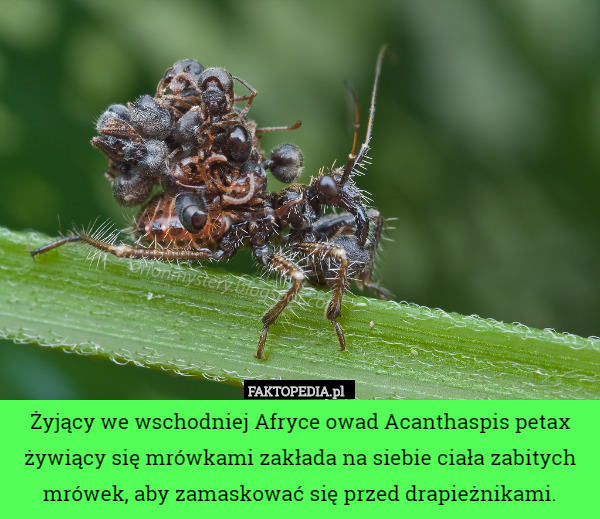 Żyjący we wschodniej Afryce owad Acanthaspis petax żywiący się mrówkami zakłada na siebie ciała zabitych mrówek, aby zamaskować się przed drapieżnikami. 