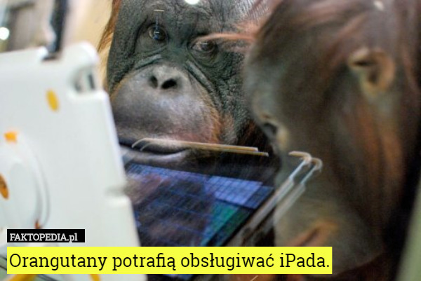 Orangutany potrafią obsługiwać iPada. 
