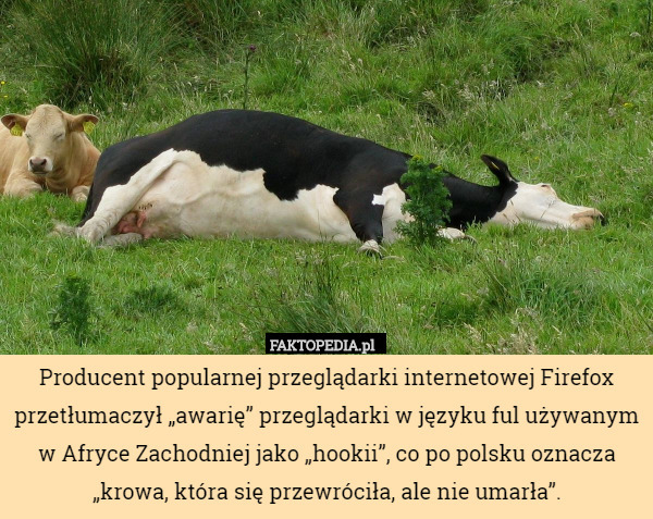 Producent popularnej przeglądarki internetowej Firefox przetłumaczył „awarię” przeglądarki w języku ful używanym w Afryce Zachodniej jako „hookii”, co po polsku oznacza „krowa, która się przewróciła, ale nie umarła”. 