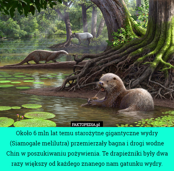 Około 6 mln lat temu starożytne gigantyczne wydry (Siamogale melilutra) przemierzały bagna i drogi wodne Chin w poszukiwaniu pożywienia. Te drapieżniki były dwa razy większy od każdego znanego nam gatunku wydry. 