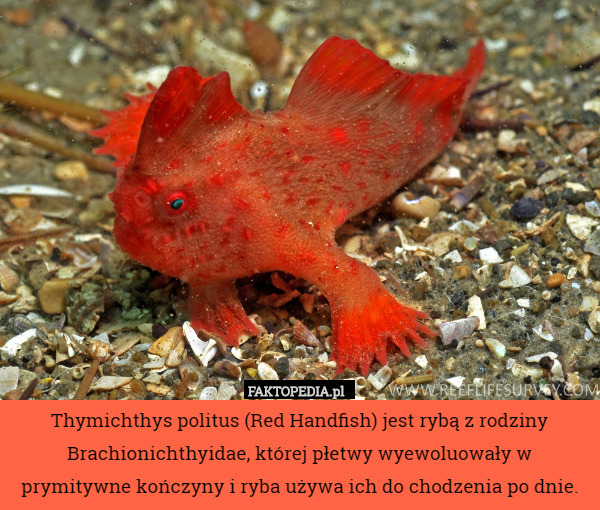 Thymichthys politus (Red Handfish) jest rybą z rodziny Brachionichthyidae, której płetwy wyewoluowały w prymitywne kończyny i ryba używa ich do chodzenia po dnie. 