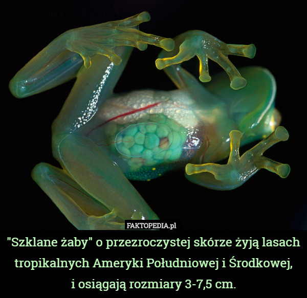 "Szklane żaby" o przezroczystej skórze żyją lasach tropikalnych Ameryki Południowej i Środkowej,
 i osiągają rozmiary 3-7,5 cm. 