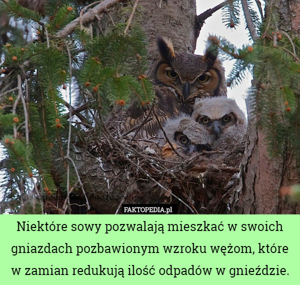 Niektóre sowy pozwalają mieszkać w swoich gniazdach pozbawionym wzroku wężom, które
w zamian redukują ilość odpadów w gnieździe. 