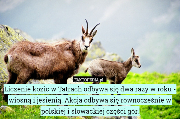 Liczenie kozic w Tatrach odbywa się dwa razy w roku - wiosną i jesienią. Akcja odbywa się równocześnie w polskiej i słowackiej części gór. 