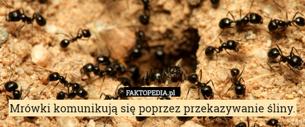 Mrówki komunikują się poprzez przekazywanie śliny. 