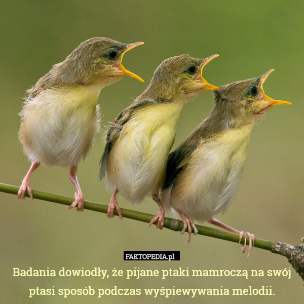 Badania dowiodły, że pijane ptaki mamroczą na swój ptasi sposób podczas wyśpiewywania melodii. 