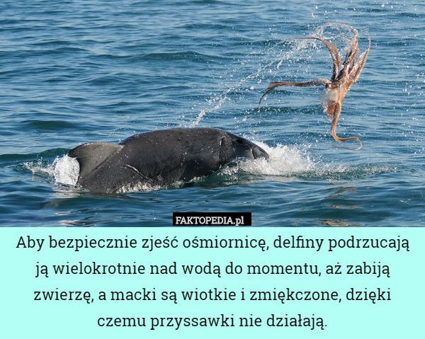 Aby bezpiecznie zjeść ośmiornicę, delfiny podrzucają ją wielokrotnie nad wodą do momentu, aż zabiją zwierzę, a macki są wiotkie i zmiękczone, dzięki czemu przyssawki nie działają. 