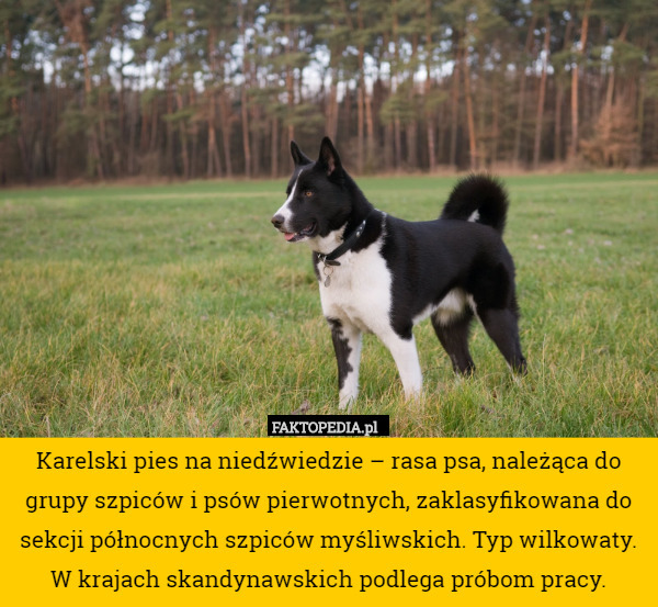 Karelski pies na niedźwiedzie – rasa psa, należąca do grupy szpiców i psów pierwotnych, zaklasyfikowana do sekcji północnych szpiców myśliwskich. Typ wilkowaty. W krajach skandynawskich podlega próbom pracy. 