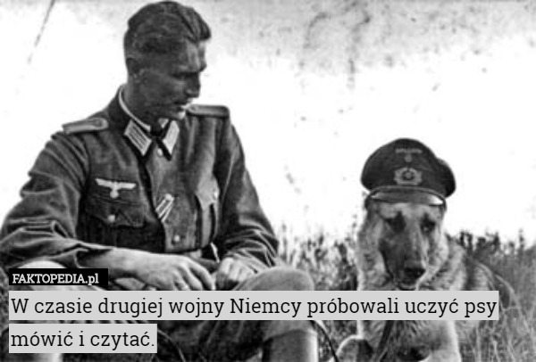 W czasie drugiej wojny Niemcy próbowali uczyć psy mówić i czytać. 