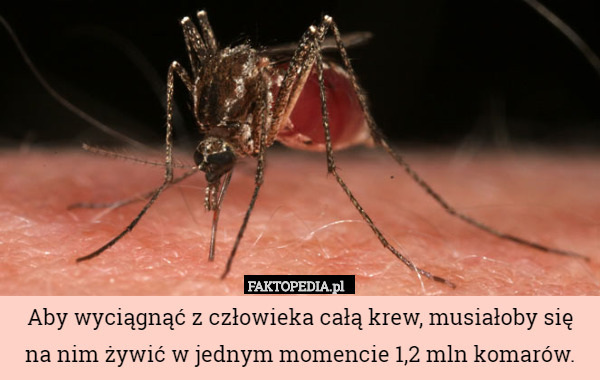 Aby wyciągnąć z człowieka całą krew, musiałoby się na nim żywić w jednym momencie 1,2 mln komarów. 