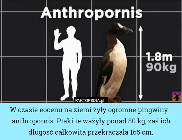 W czasie eocenu na ziemi żyły ogromne pingwiny - anthropornis. Ptaki te ważyły ponad 80 kg, zaś ich długość całkowita przekraczała 165 cm. 