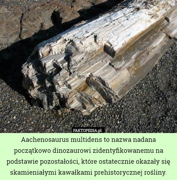 Aachenosaurus multidens to nazwa nadana początkowo dinozaurowi zidentyfikowanemu na podstawie pozostałości, które ostatecznie okazały się skamieniałymi kawałkami prehistorycznej rośliny. 