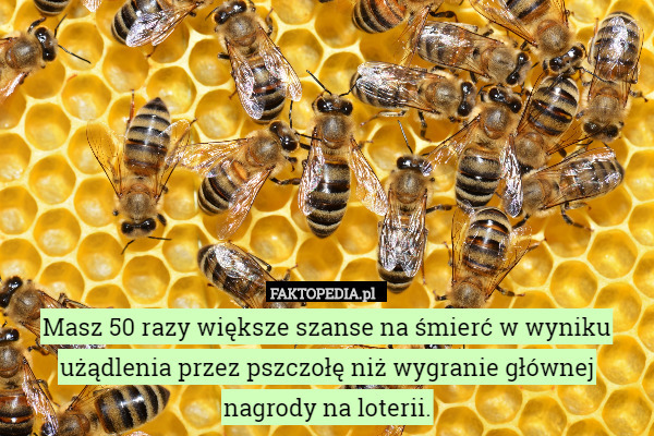 Masz 50 razy większe szanse na śmierć w wyniku użądlenia przez pszczołę niż wygranie głównej nagrody na loterii. 