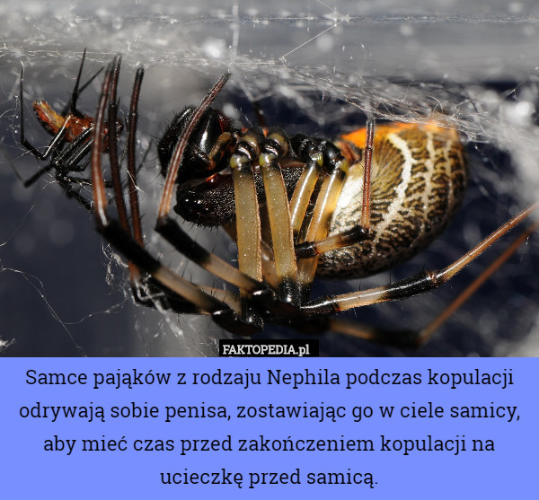 Samce pająków z rodzaju Nephila podczas kopulacji odrywają sobie penisa, zostawiając go w ciele samicy, aby mieć czas przed zakończeniem kopulacji na ucieczkę przed samicą. 