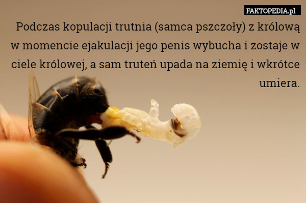 Podczas kopulacji trutnia (samca pszczoły) z królową w momencie ejakulacji jego penis wybucha i zostaje w ciele królowej, a sam truteń upada na ziemię i wkrótce umiera. 