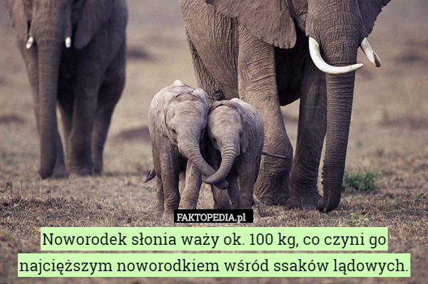 Noworodek słonia waży ok. 100 kg, co czyni go najcięższym noworodkiem wśród ssaków lądowych. 