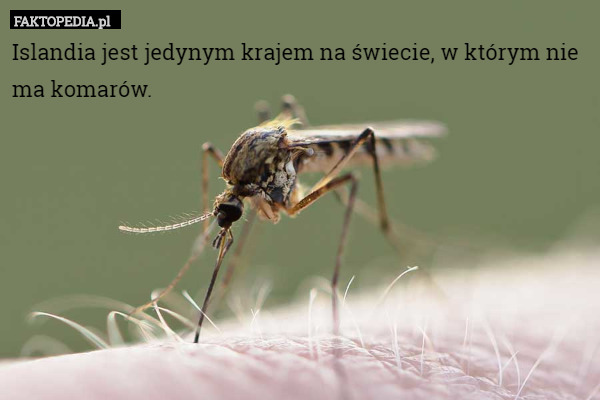 Islandia jest jedynym krajem na świecie, w którym nie ma komarów. 