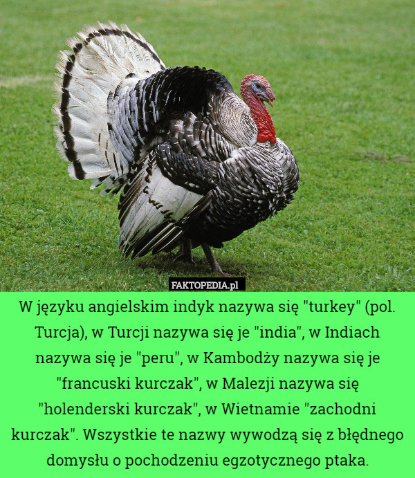 W języku angielskim indyk nazywa się "turkey" (pol. Turcja), w Turcji nazywa się je "india", w Indiach nazywa się je "peru", w Kambodży nazywa się je "francuski kurczak", w Malezji nazywa się "holenderski kurczak", w Wietnamie "zachodni kurczak". Wszystkie te nazwy wywodzą się z błędnego domysłu o pochodzeniu egzotycznego ptaka. 