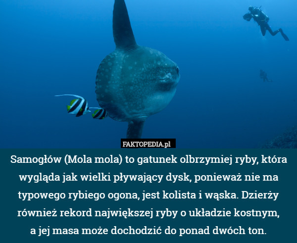 Samogłów (Mola mola) to gatunek olbrzymiej ryby, która wygląda jak wielki pływający dysk, ponieważ nie ma typowego rybiego ogona, jest kolista i wąska. Dzierży również rekord największej ryby o układzie kostnym,
 a jej masa może dochodzić do ponad dwóch ton. 