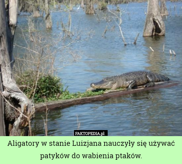 Aligatory w stanie Luizjana nauczyły się używać patyków do wabienia ptaków. 