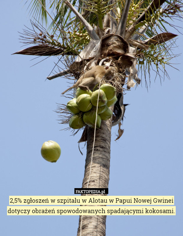 2,5% zgłoszeń w szpitalu w Alotau w Papui Nowej Gwinei dotyczy obrażeń spowodowanych spadającymi kokosami. 