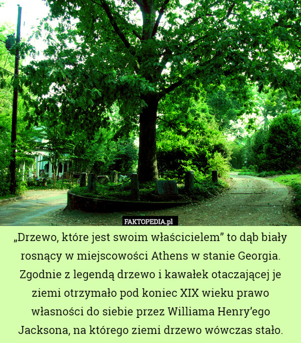 „Drzewo, które jest swoim właścicielem” to dąb biały rosnący w miejscowości Athens w stanie Georgia. Zgodnie z legendą drzewo i kawałek otaczającej je ziemi otrzymało pod koniec XIX wieku prawo własności do siebie przez Williama Henry’ego Jacksona, na którego ziemi drzewo wówczas stało. 