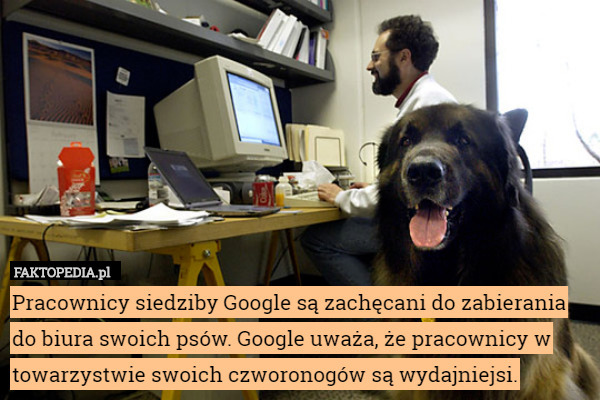 Pracownicy siedziby Google są zachęcani do zabierania do biura swoich psów. Google uważa, że pracownicy w towarzystwie swoich czworonogów są wydajniejsi. 