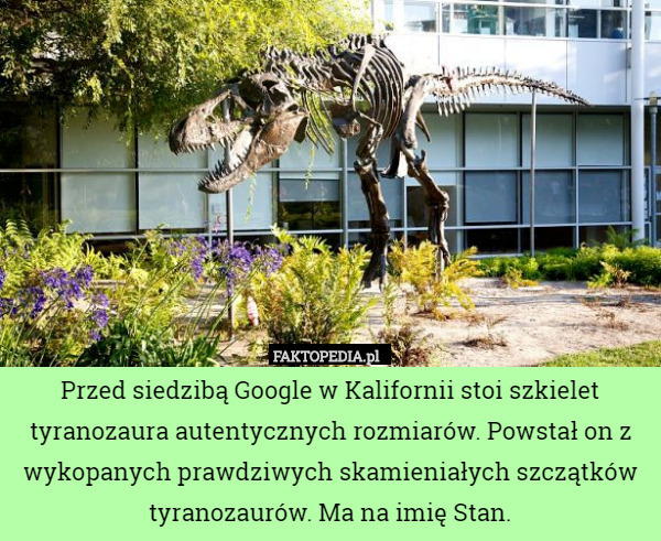 Przed siedzibą Google w Kalifornii stoi szkielet tyranozaura autentycznych rozmiarów. Powstał on z wykopanych prawdziwych skamieniałych szczątków tyranozaurów. Ma na imię Stan. 